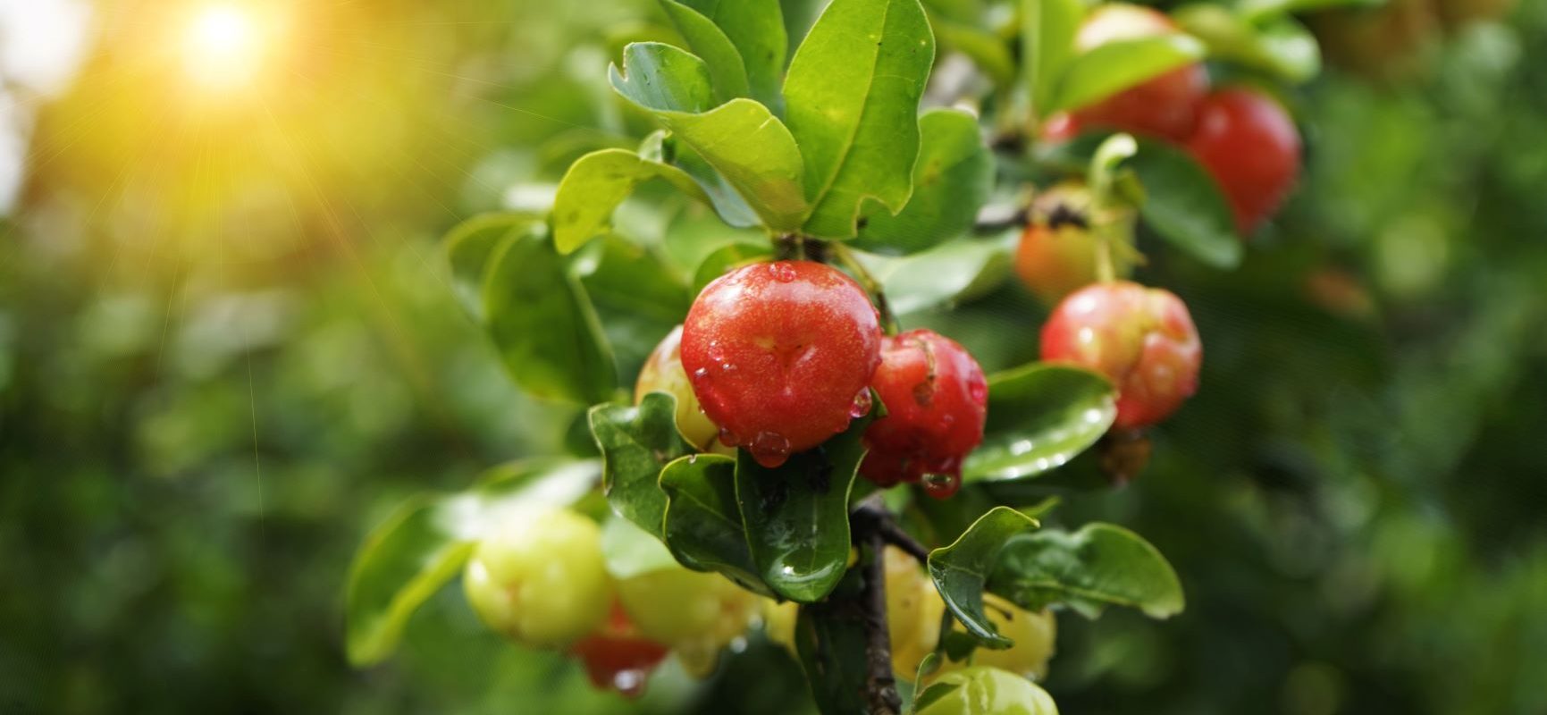 Acerola - wiśnia z Barbadosu