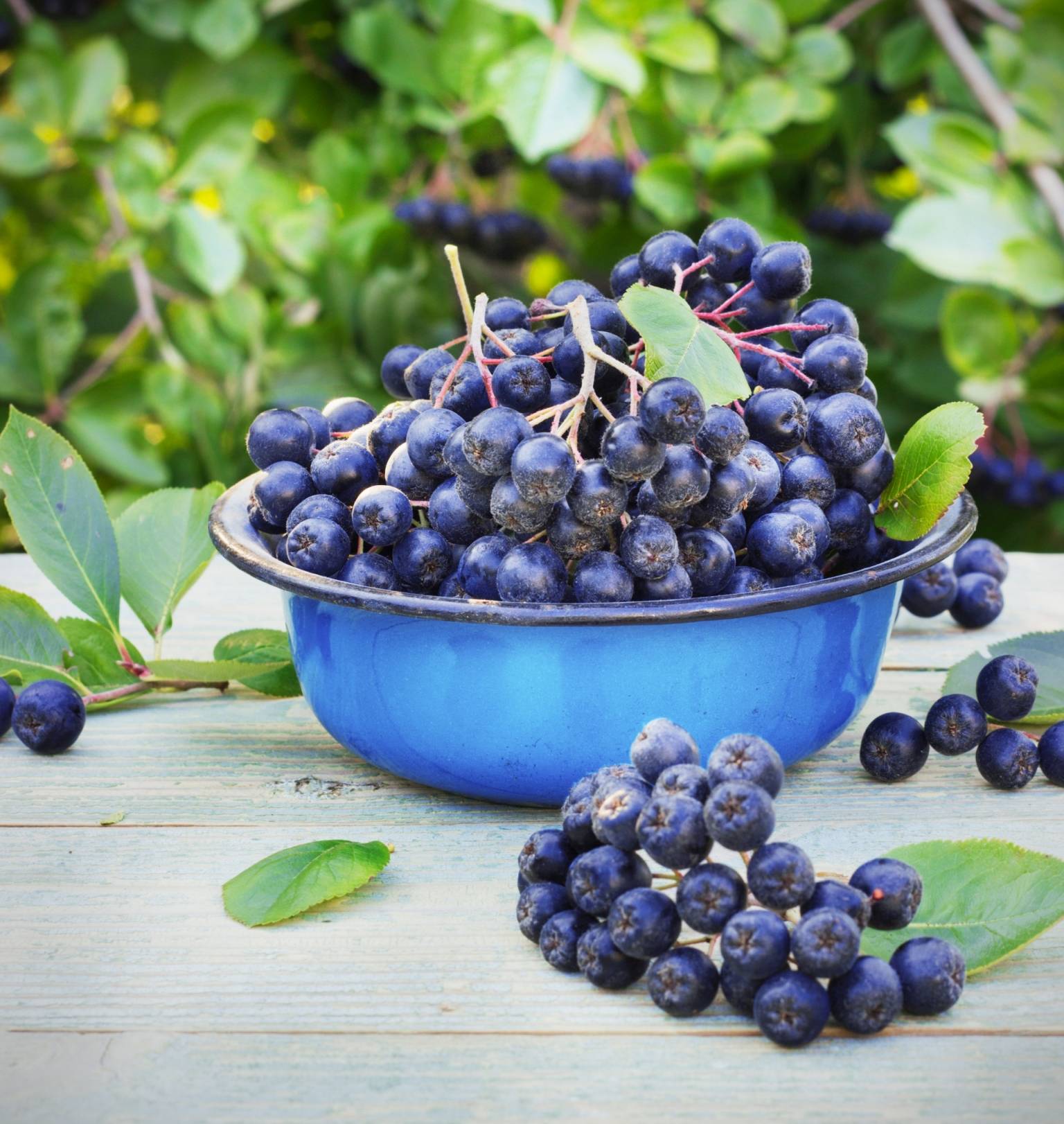 Aronia to moc antyoksydantów - jakie ma właściwości? Kiść owoców aronii w niebieskiej misce na drewnianym stole na tle zielonych liści krzewów.