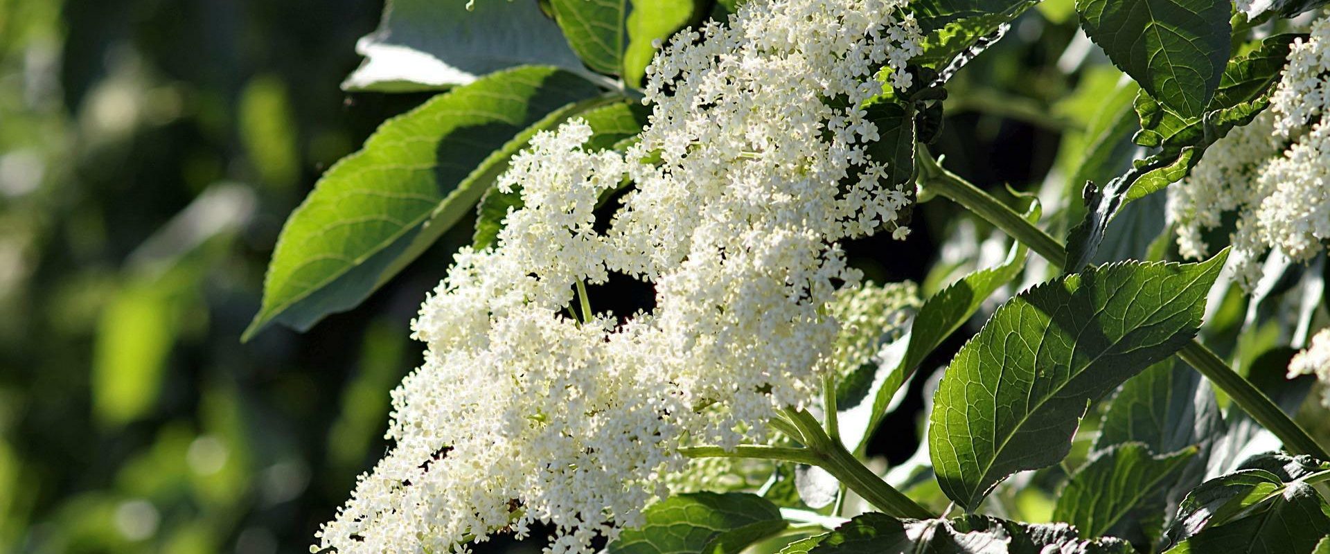 czarny bez – wygląd