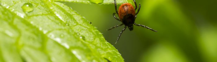 Badanie na boreliozę - kiedy i jakie wykonać, aby wykluczyć chorobę? Kleszcze zawieszony na zielonym liściu.