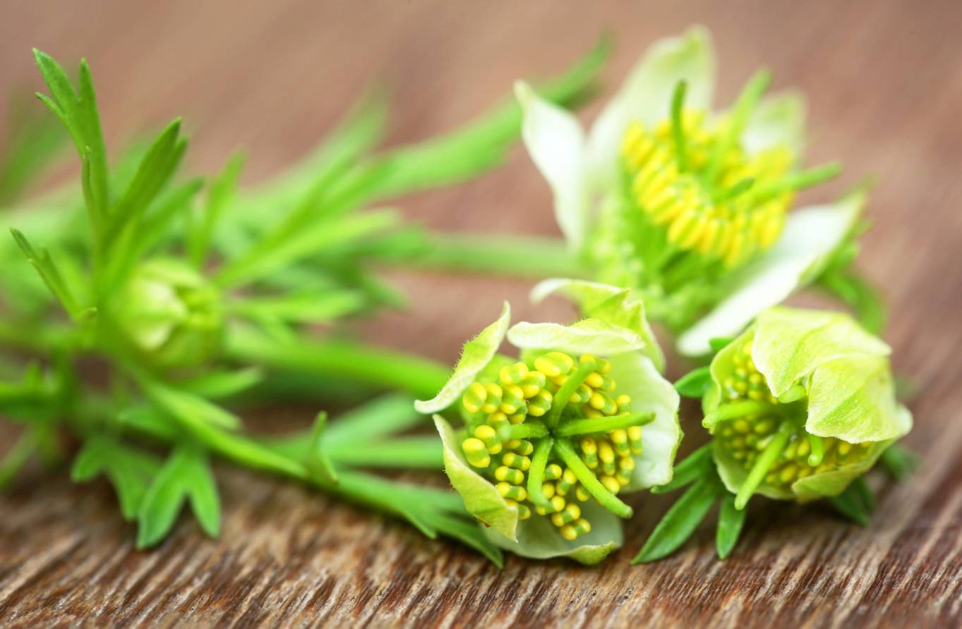 Czarnuszka jest stosowana w lecznictwie i w kuchni. Roślina czarnuszka Nigella sativa.