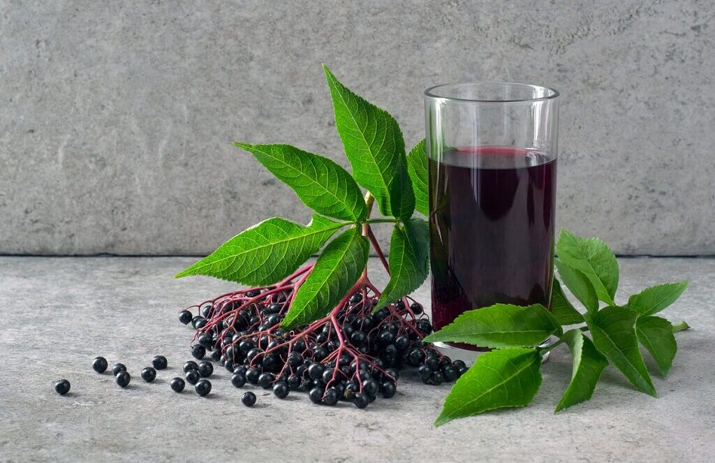 czarny bez w ciąży