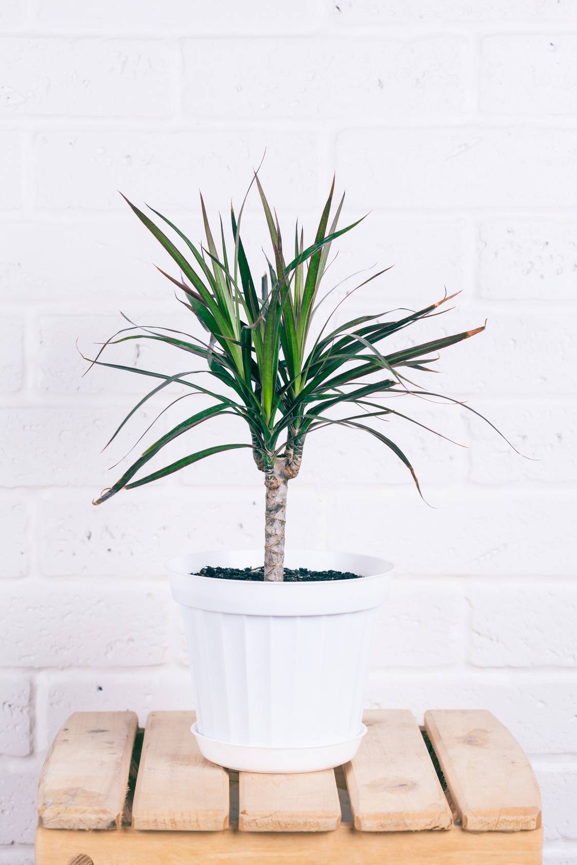 Dracena - trująca roślina doniczkowa. Dracena w białej plastikowej doniczce stoi na drewnianym stołku na tle białej ściany z cegły.