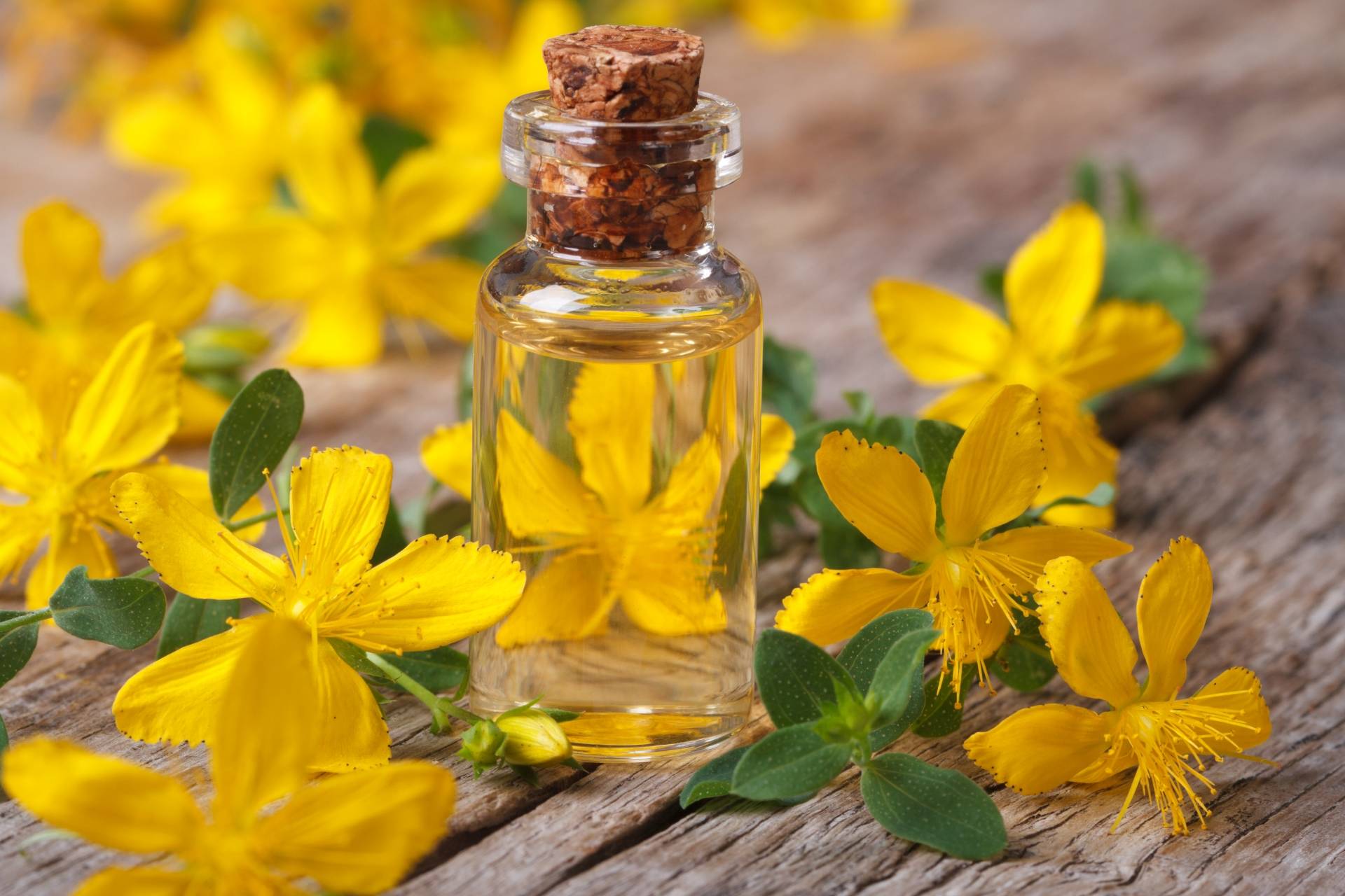 Dziurawiec lekarski (Hypericum perforatum) na depresję.
