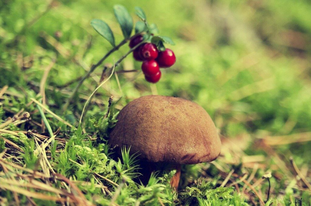 podgrzybek brunatny