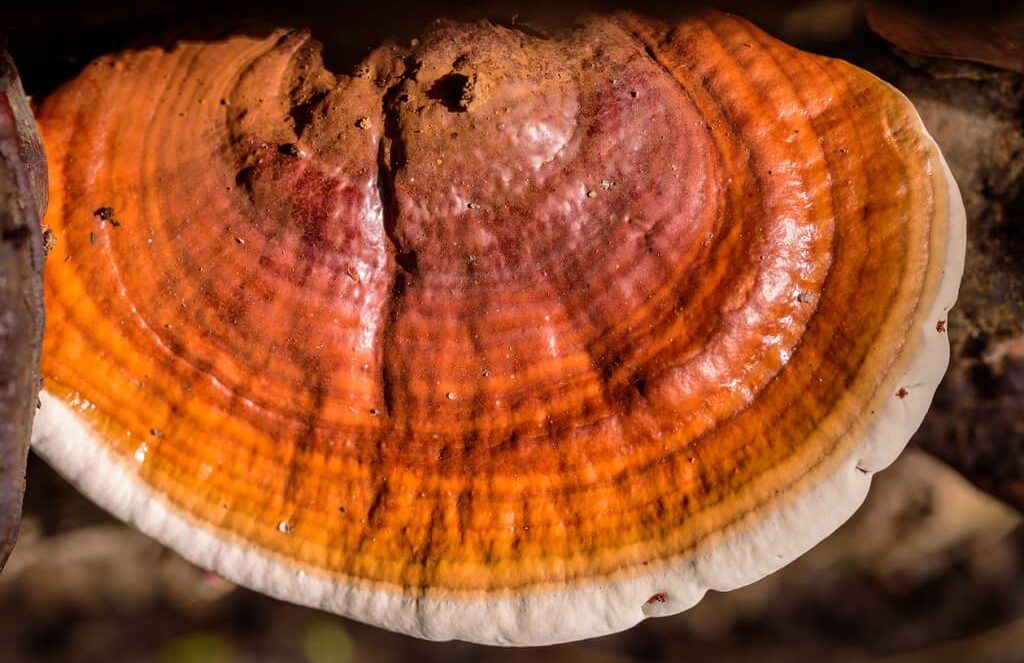 grzyby reishi