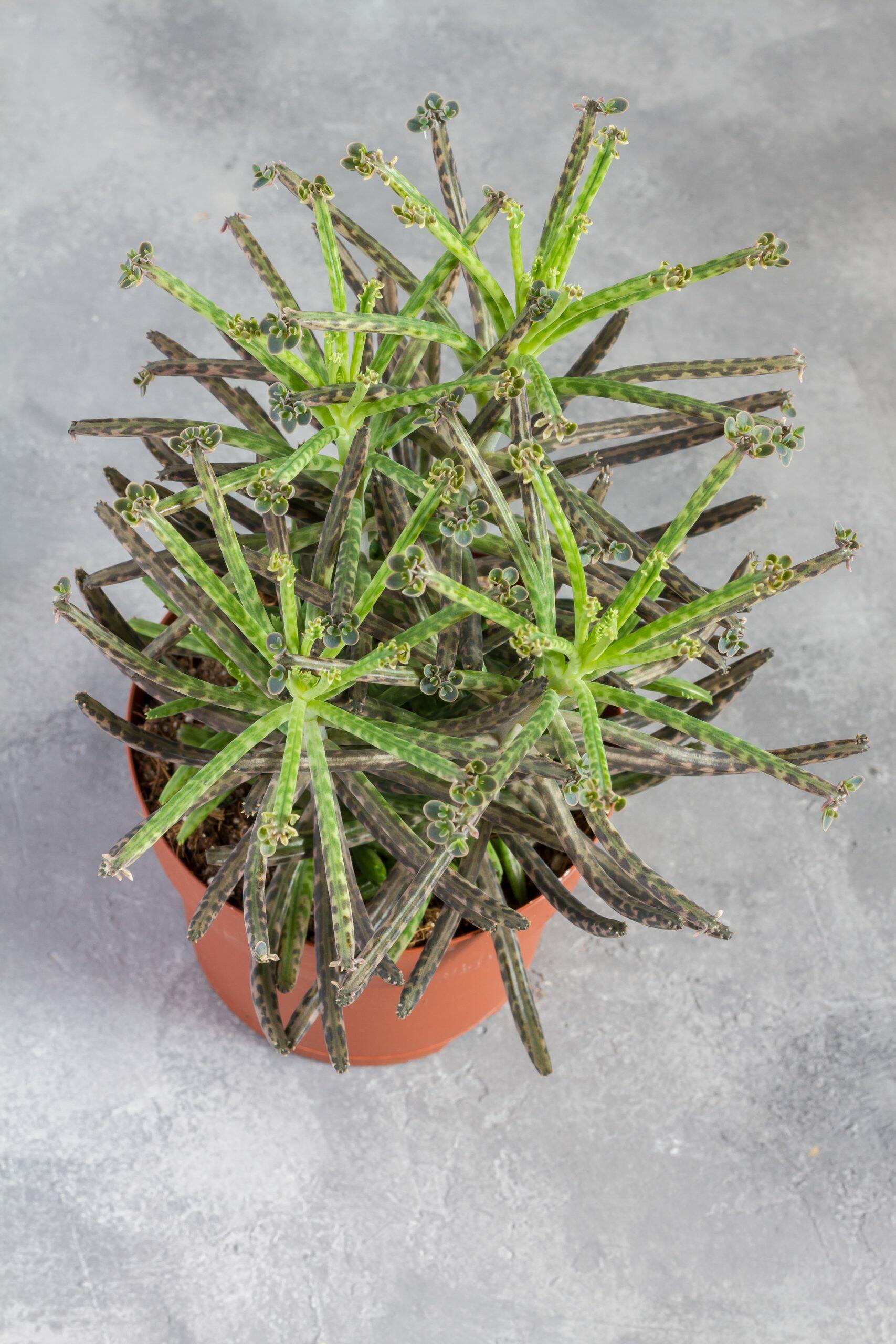 kalanchoe tubiflora