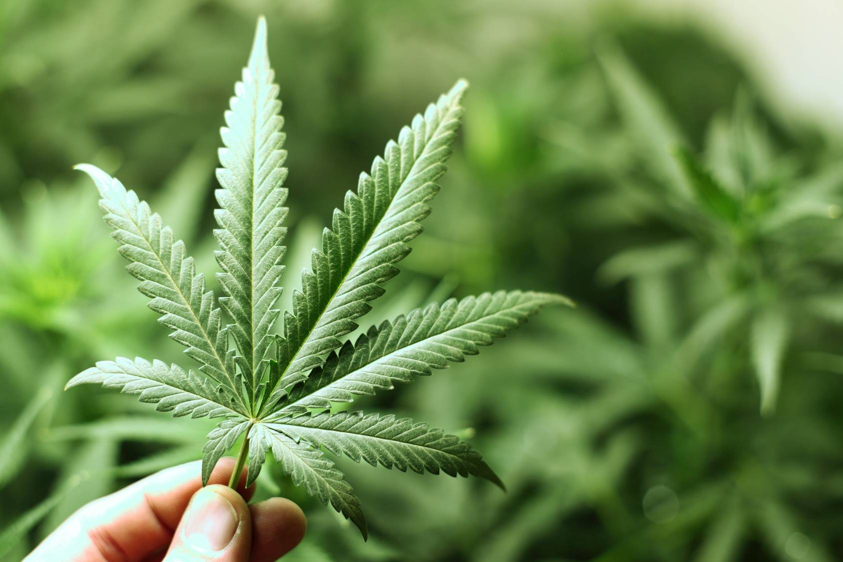 Medyczna marihuana - czy robi się ją z konopi? Liść marihuany trzymany w ręku na tle krzaka konopi.