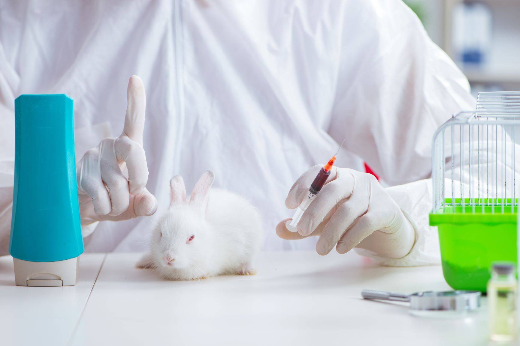 Kosmetyki testowane na zwierzętach - jak ich unikać? Gdzie szukać kosmetyków cruelty free? Królik na blacie w laboratorium poddawany jest testom.