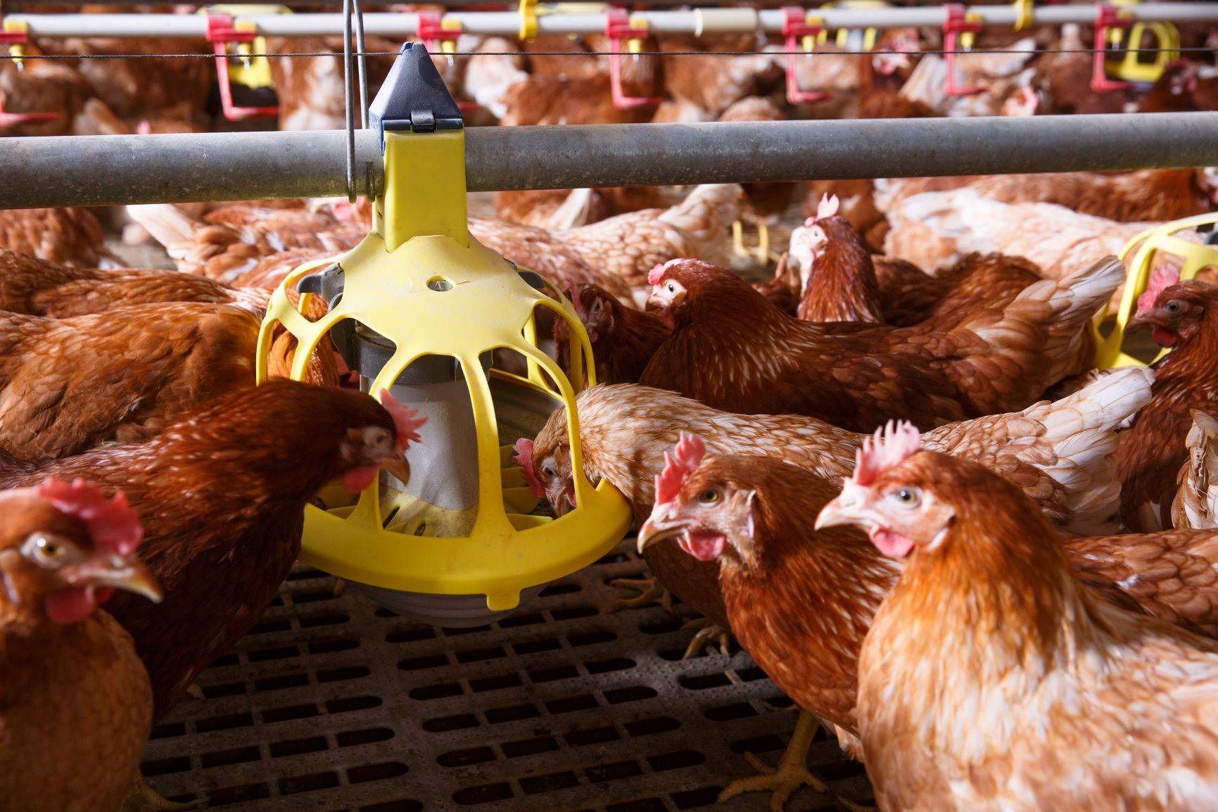 Kurczaki hodowlane - jeść czy nie jeść?