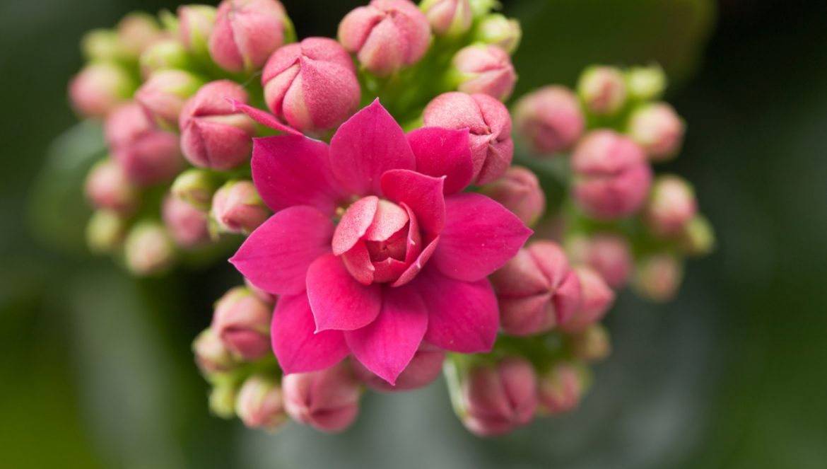 Żyworódka - jak ją pielęgnować? Różowa kalanchoe.