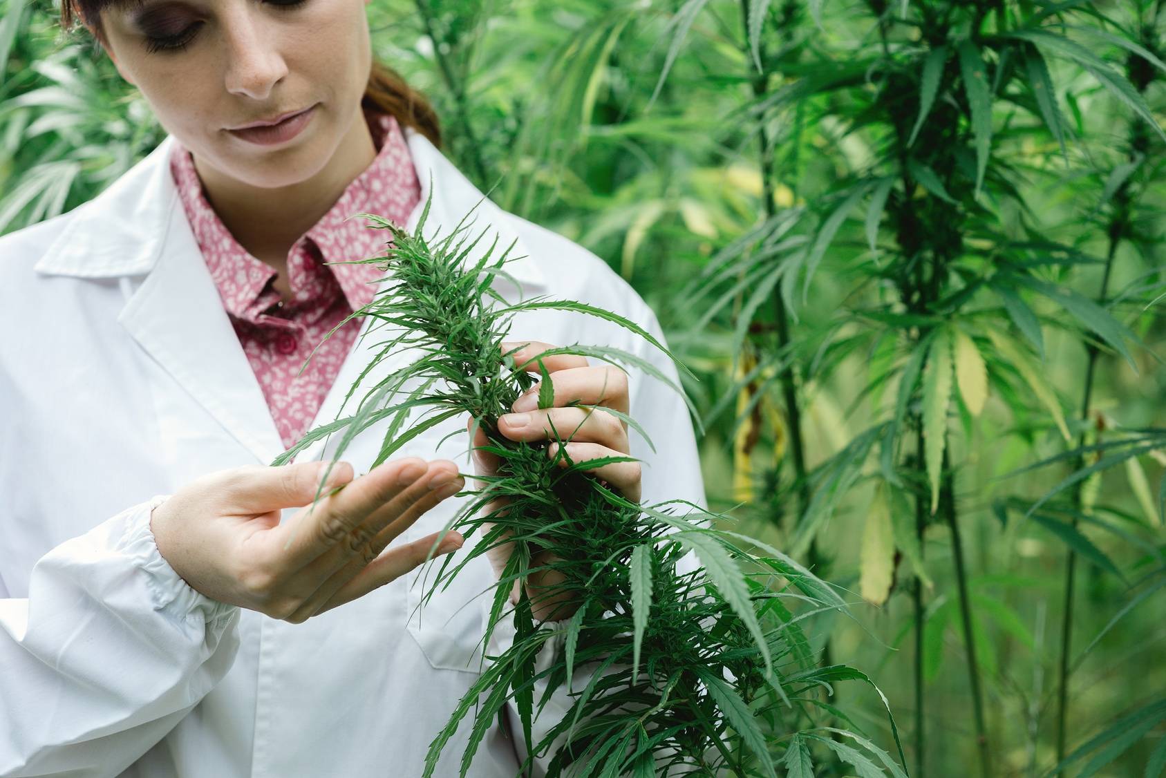 Legalna medyczna marihuana - jak z niej korzystać? Naukowczyni bada liście konopne na plantacji marihuany medycznej.