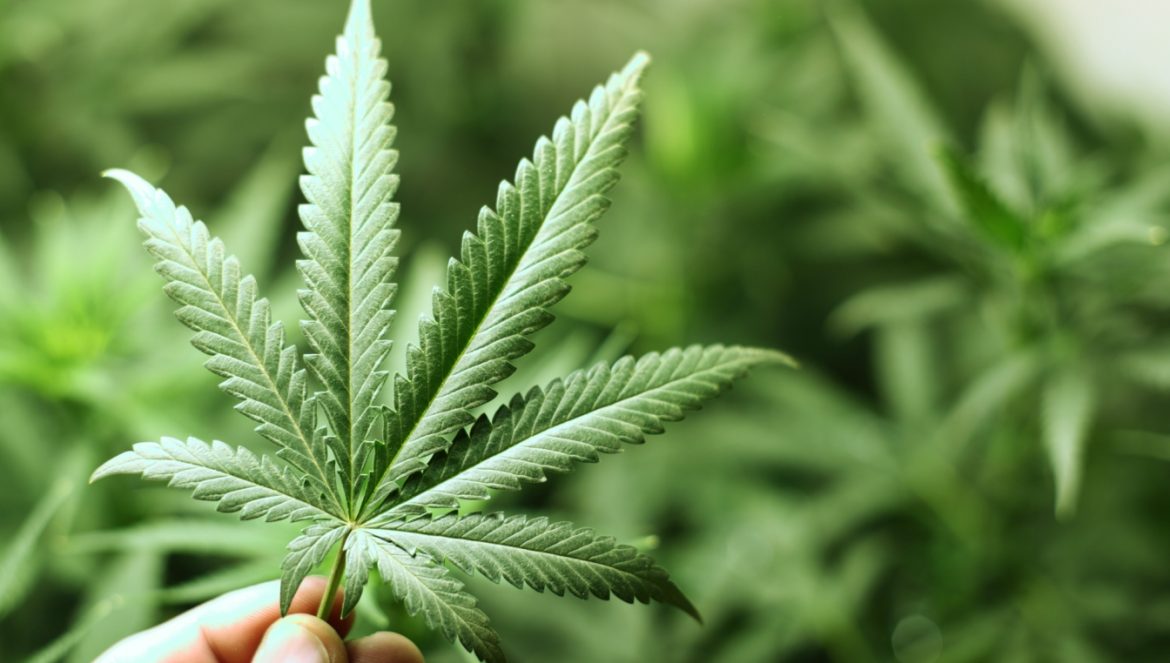 Kannabinoidy - co warto o nich wiedzieć? Zbliżenie na liść konopi na tle krzaków konopi.