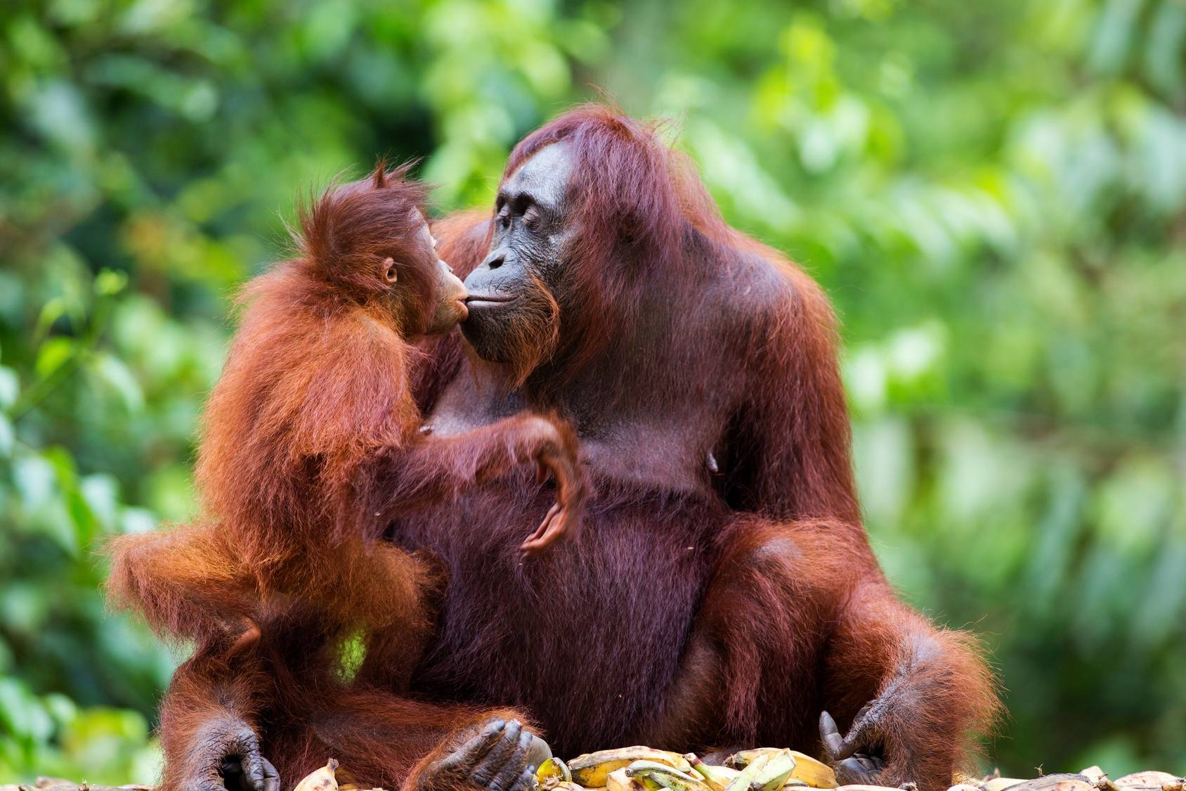Orangutanica z małym orangutanem. Orangutany giną przez uprawę oleju palmowego.