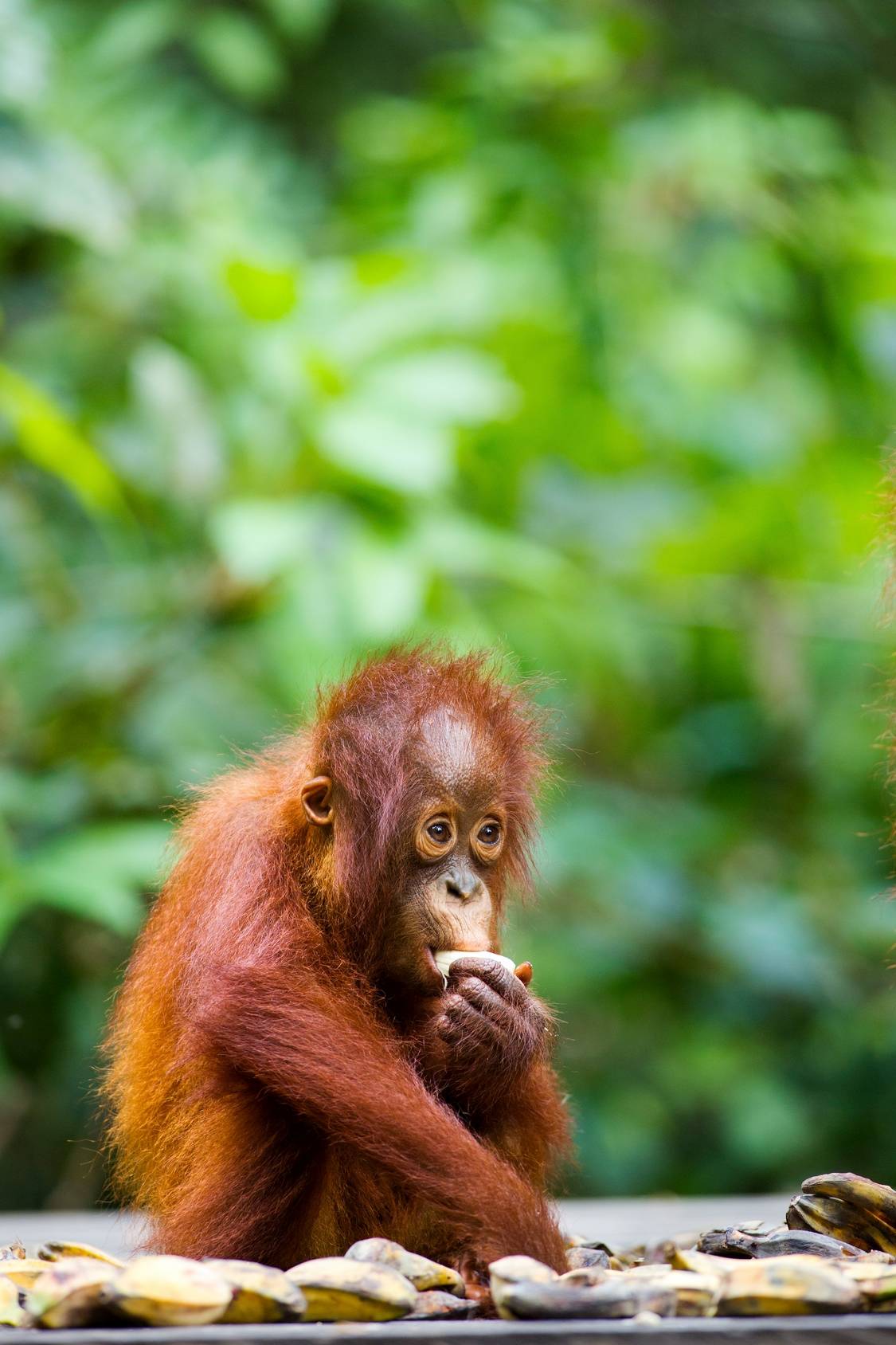 Mały orangutan je banana. Olej palmowy dewastuje środowisko naturalne i dom dla tysięcy zwierząt, w tym orangutanów i tygrysów w Azji.