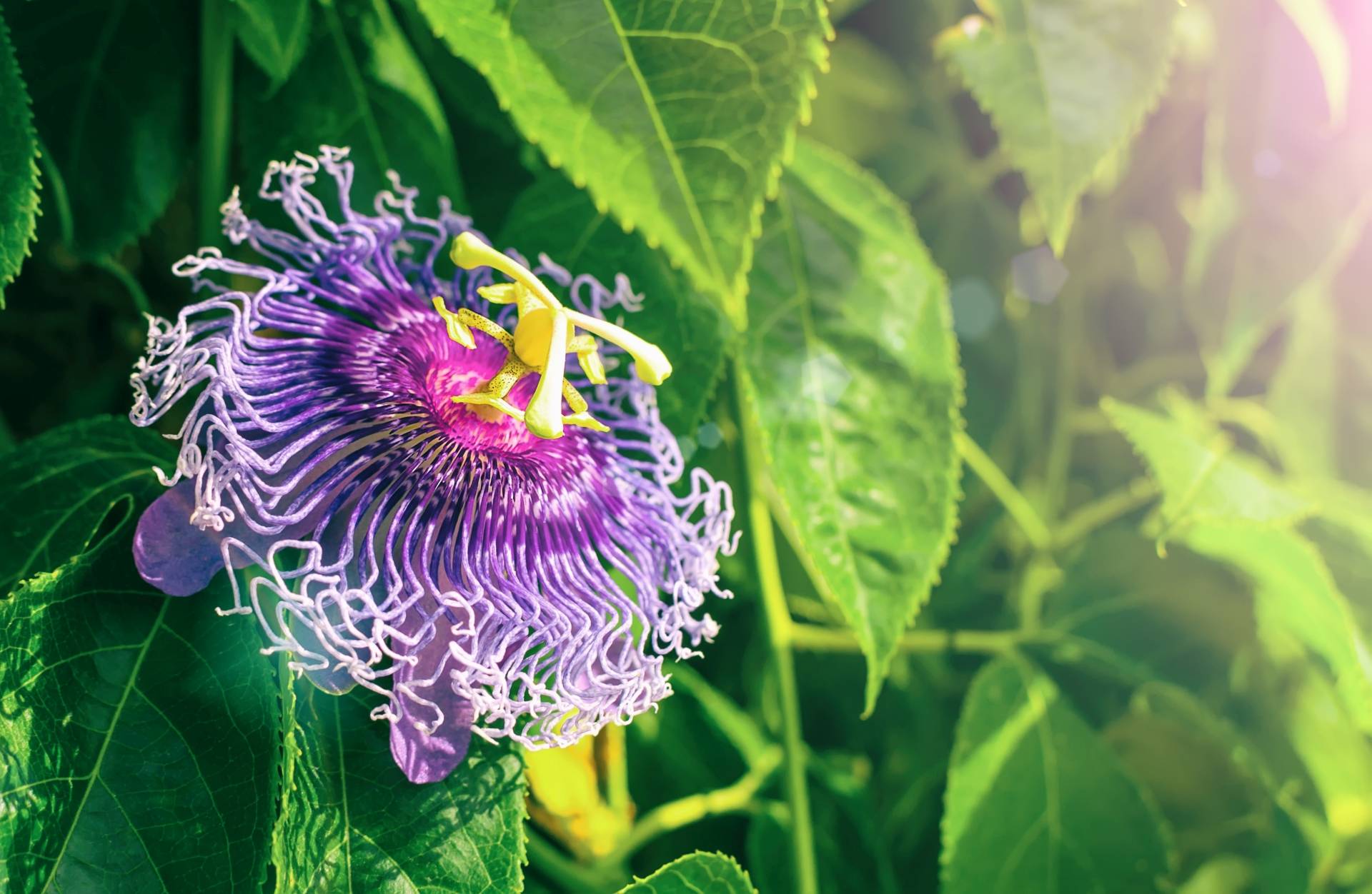 Męczennica cielista (Passiflora incarnata) na dobry sen.
