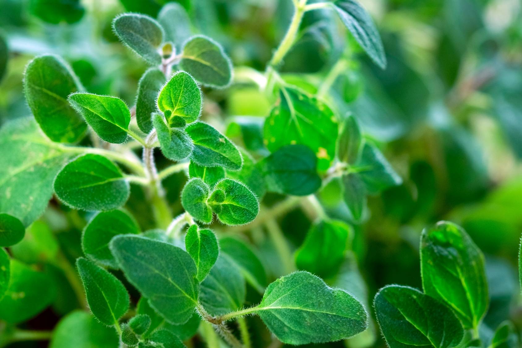 Oregano - zioła na parapecie.