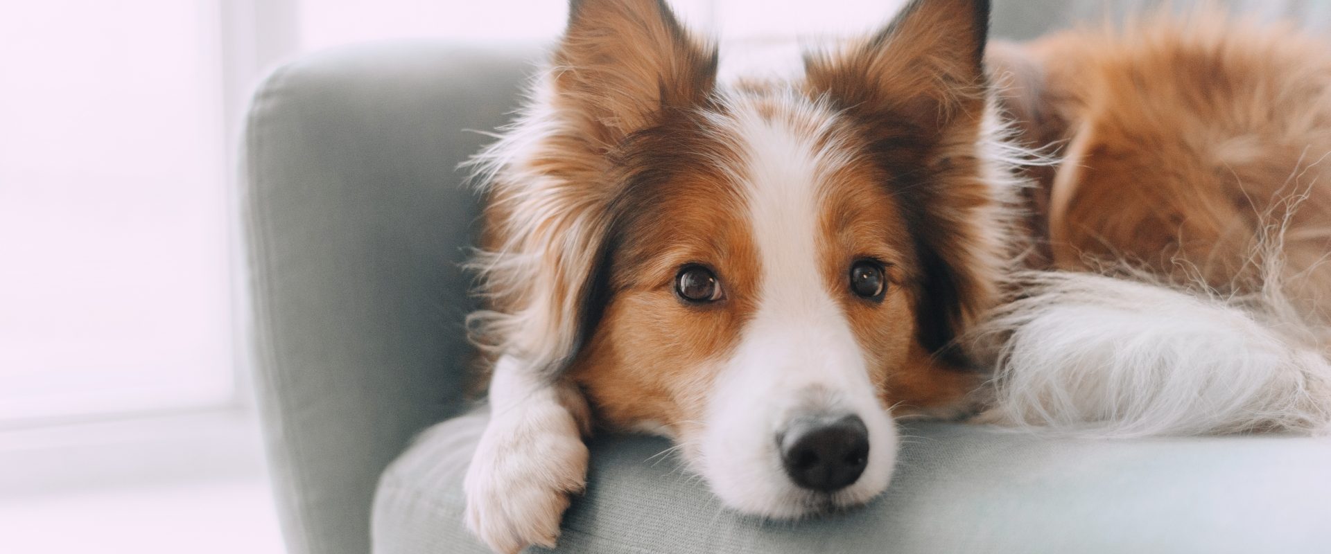 Piątka dla zwierząt - jakie postanowienia zawiera nowa ustawa o ochronie zwierząt? Border collie leży na kanapie.