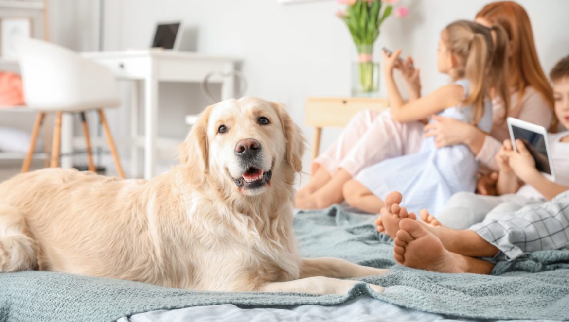 Zwierzęta domowe nie przenoszą pasożytów na dzieci i innych domowników - odpowiada lek. wet. Dorota Sumińska. Pies golden retriver leży na łóżku w sypialni obok rodziny.