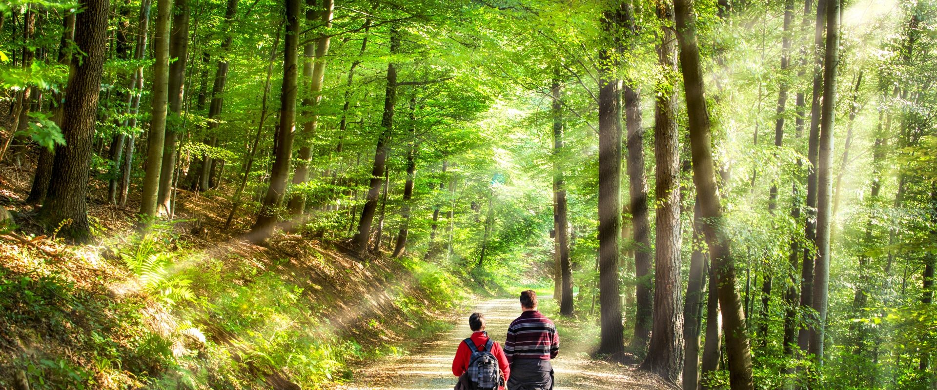 Shinrin-yoku - czym jest japońska kąpiel leśna? Para spaceruje po lesie.