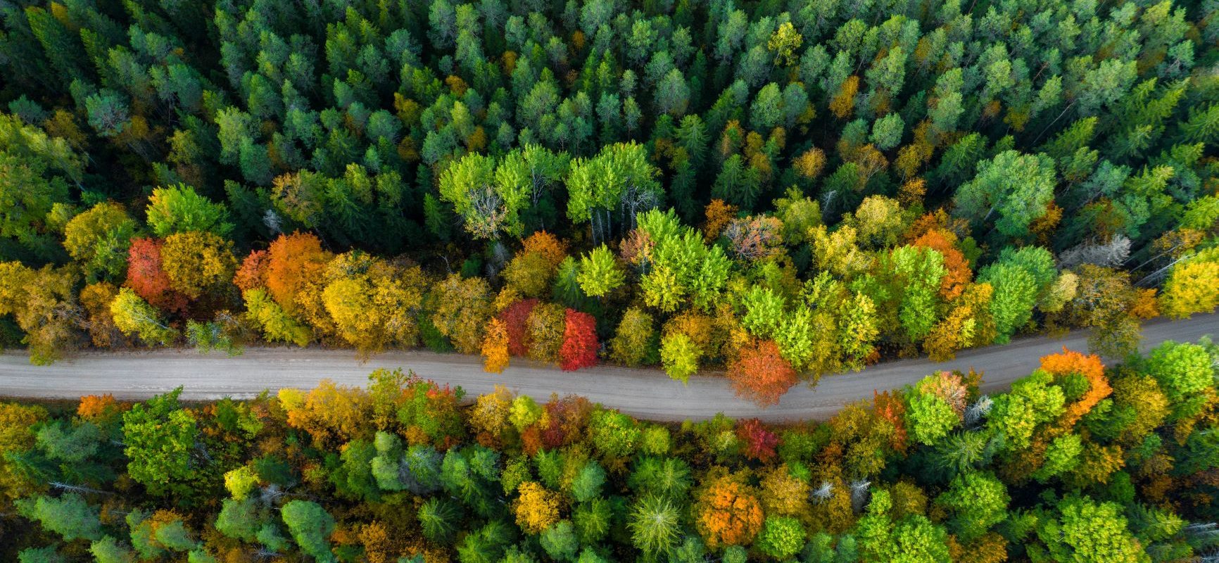 Leave No Trace - jak biwakować odpowiedzialnie, by zminimalizować swój ślad węglowy? Widok z góry na drogę przecinającą las.