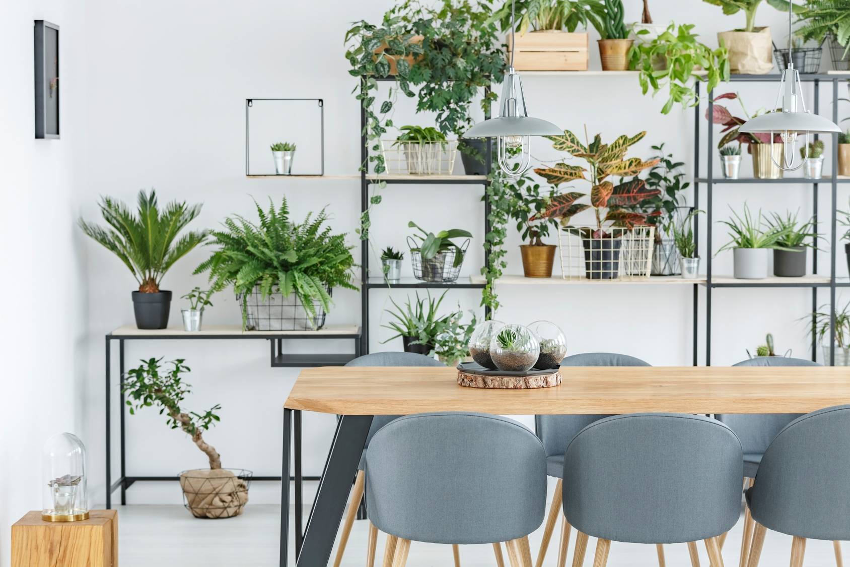 Trujące rośliny doniczkowe popularne wśród roślin domowych. Designerskie wnętrze - drewniany stół jadalniany z szrymi krzesłami, w tle nowoczesna meblościanka, na której stoi mnóstwo kwiatów doniczkowych.