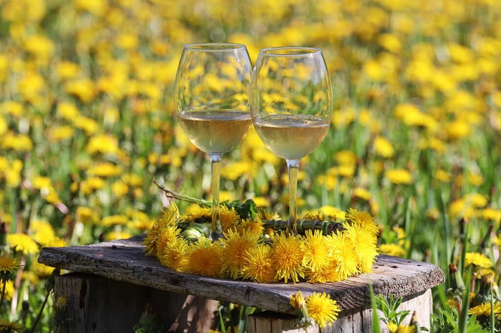 wino z kwiatów mniszka